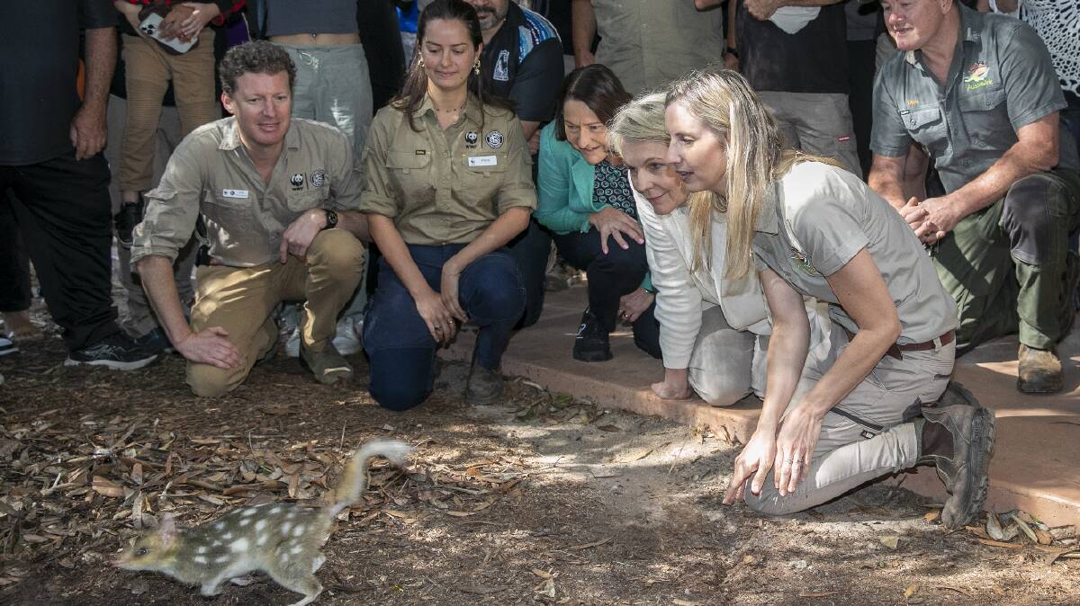 Federal Minister for Environment and Water Tanya Plibersek personally releases two quolls and commends Aussie Arks conservation efforts. Picture courtesy Aussie Ark.