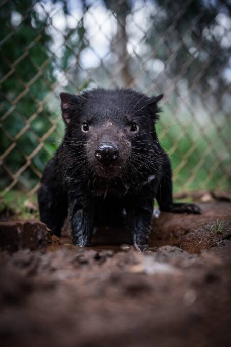 Aussie Ark has released five sexually mature adults Tasmanian devils into the Barrington Wildlife Sanctuary to bolster the existing population. Picture by Jake Wilton. 
