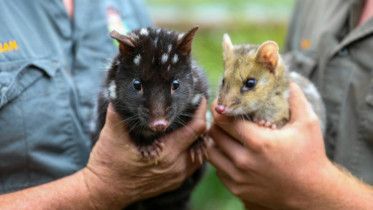 Eastern quolls paired up for the 2024 breeding season. Picture supplied.