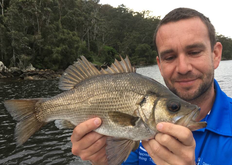 Kan ikke lide trussel Havbrasme NSW DPI declares Australian bass and estuary perch season open on September  1 | Gloucester Advocate | Gloucester, NSW